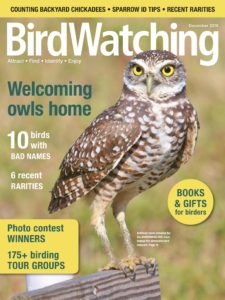 BirdWatching USA – December 2019