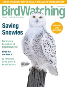 BirdWatching USA – February 2020