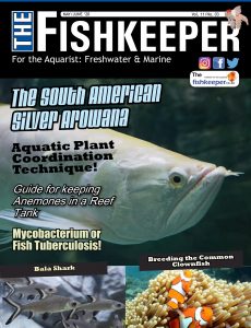 Silver Shark PDF Free Download
