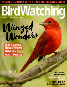 BirdWatching USA – August 2020