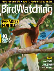BirdWatching USA – December 2020
