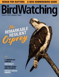 BirdWatching USA – June 2021