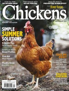 Chickens – July-August 2021