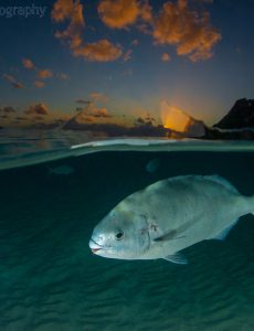 Underwater Photography – July-August 2021
