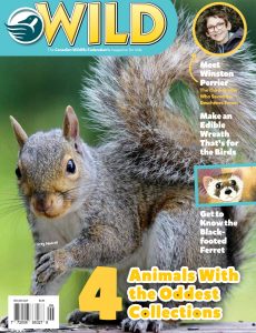 Wild Magazine for Kids – December-January 2021