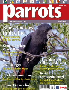 Parrots – April 2022