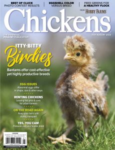 Chickens – July-August 2022