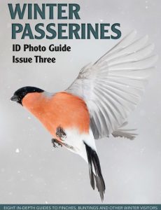 Bird ID Photo Guides – Issue Three 2022