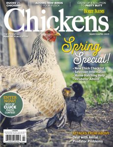 Chickens – March-April 2023