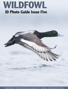 Bird ID Photo Guides – 06 February 2023