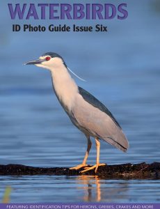 Bird ID Photo Guides – Issue Six 2023