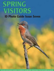 Bird ID Photo Guides – 06 April 2023