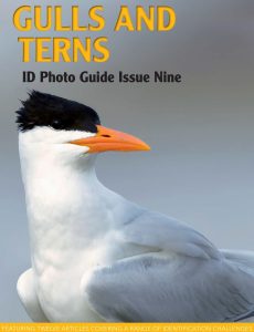 Bird ID Photo Guides – 09 June 2023