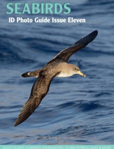 Bird ID Photo Guide – Seabirds, Issue 11, 2023