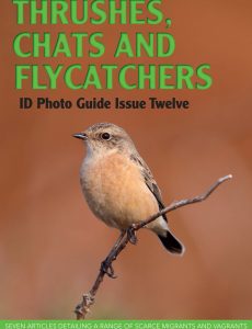 Bird ID Photo Guides – Thrushes, Chats and Flycatchers, 2023