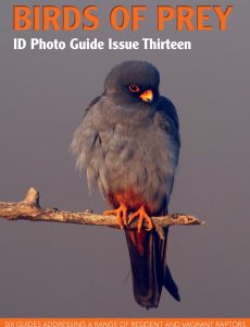 Bird ID Photo Guides – Birds of Prey, 2023