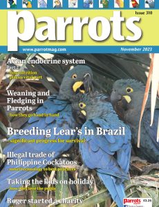Parrots – November 2023