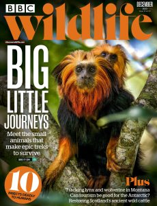 BBC Wildlife Magazine – December 2023