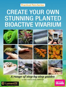 Create Your Own Stunning Planted Bioactive Vivarium – 2024