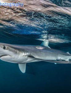 Underwater Photography – March-April 2024