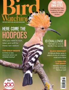 Bird Watching UK – August 2024