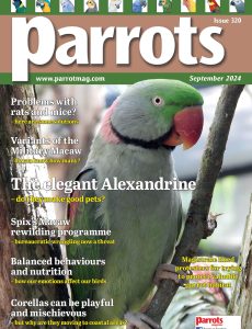 Parrots – September 2024