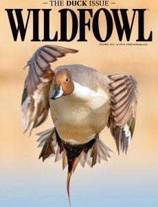 Wildfowl – October 2024