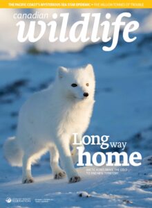 Canadian Wildlife – November-December 2025