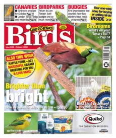 Cage & Aviary Birds – 8 October 2025