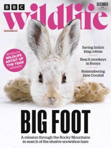 BBC Wildlife Magazine – December 2025