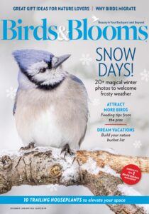 Birds & Blooms – December 2025-January 2026