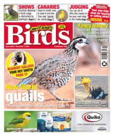 Cage & Aviary Birds – November 5, 2025