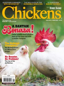 Chickens – January-February 2026