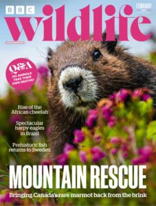 BBC Wildlife Magazine – February 2026