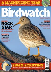 Birdwatch UK – February 2026
