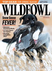 Wildfowl – February 2026