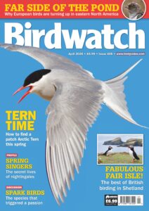 Birdwatch – April 2026