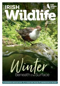 Irish Wildlife Trust – Winter 2025