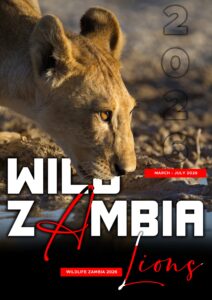 Wild Zambia – Wildlife Icons , March-July 2026