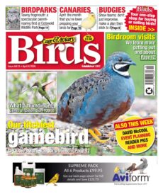 Cage & Aviary Birds – April 8, 2026