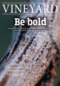 Vineyard – February 2026