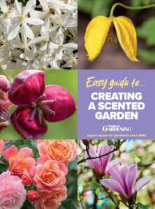 Amateur Gardening Easy Guide To    Creating A Scented Garde…